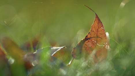 closeup dry leaf lying ground. brown autumn leaves on sunlight green grass