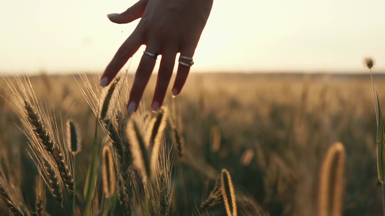 여성의 손은 해가 지는 동안 밀을 만져요.
