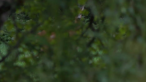 Timid-roe-deer-seen-through-green-bushes-in-foreground,-eye-contact