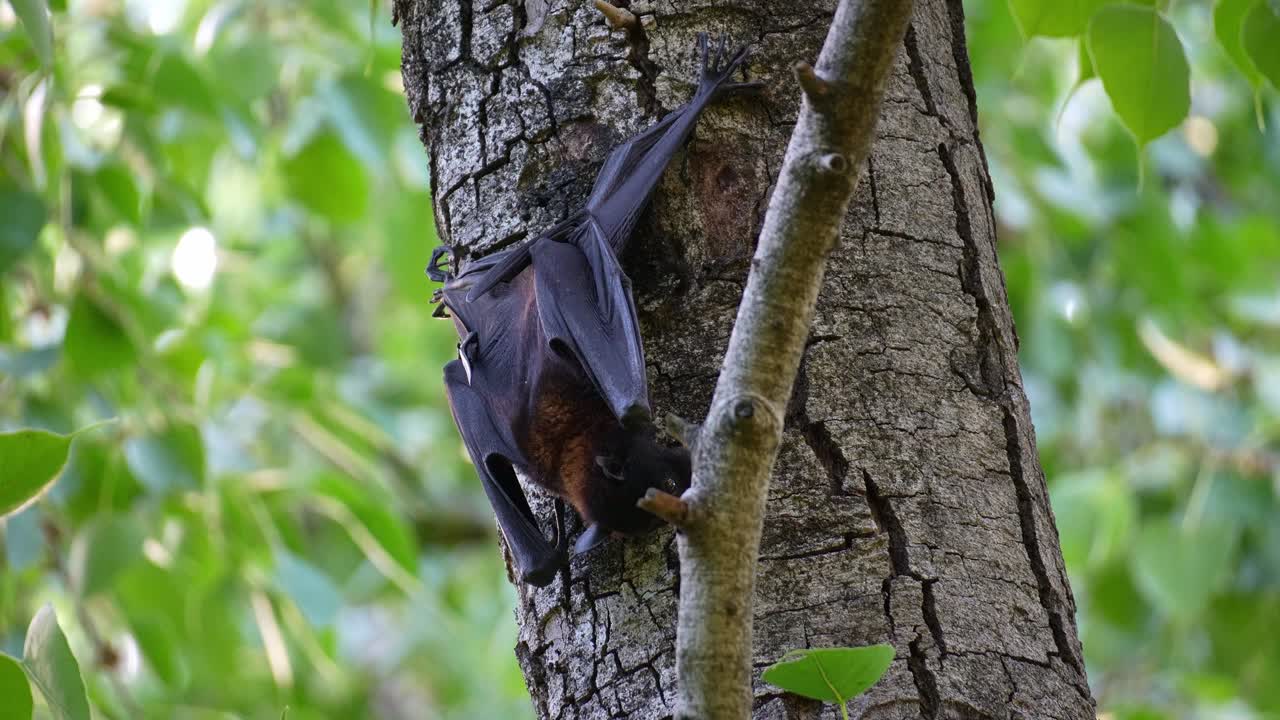 Primo piano di una volpe volante nera (Pteropus alecto) che si arrampica sul tronco di un albero in mezzo a una lussureggiante chioma, allunga ed estende le ali, un nativo pipistrello della frutta australiano.