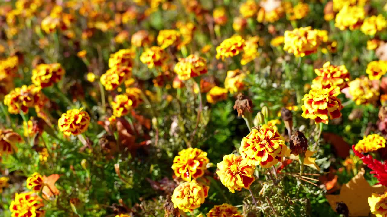 fiore di cempasúchil, che mostra in dettaglio i suoi petali arancioni brillanti e le trame intricate