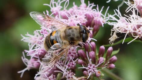 Macro-Primer-Plano-De-Abeja-Melífera-Recogiendo-Polen-De-Flor-Morada-En-El-Desierto-Durante-El-Día,-Volando-Lejos