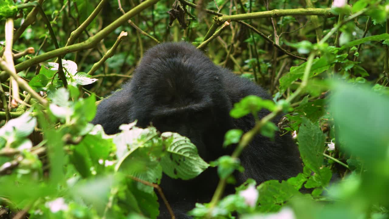 Gorilla non mimetizzato nel suo ambiente circostante, che risalta contro la verde foresta pluviale