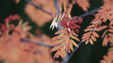 a close-up of the rowan tree branch on the blurry background