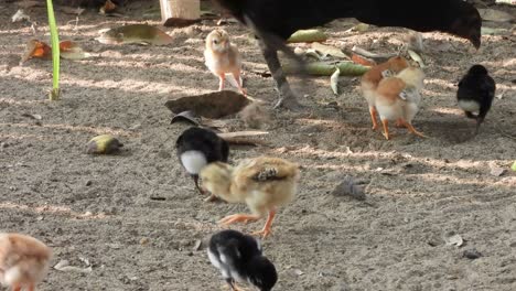 Hermosos-Pollitos-De-Gallina-Y-Mamá-Encontrando-Comida-Para-Pollitos