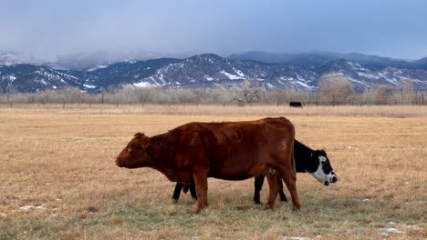 cattle grazing in open space