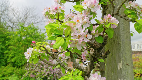 Hawthorn blossom moving gently in the summer breeze