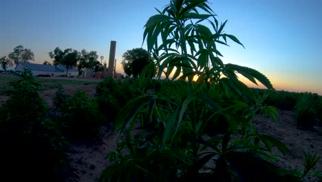 hemp plant dances and shimmies in a breeze during dusk