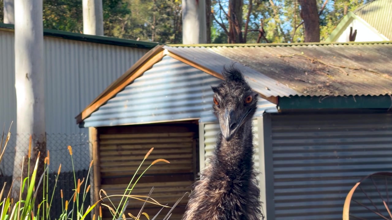 Nærbillede af et emuhoved, der bevæger sig og kigger sig omkring i Sancrox, New South Wales, Australien.
