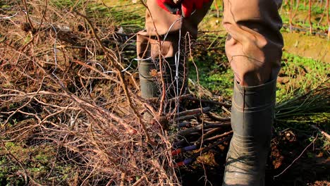 botanist is uprooting the saplings