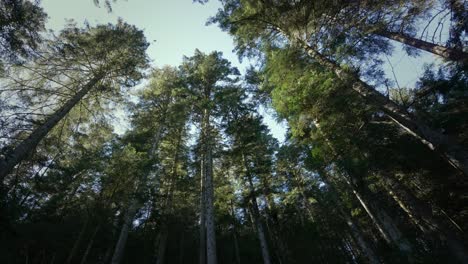 low angle looking up at very tall fir trees in the heart of the forest of winter