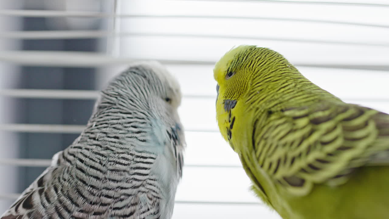 dos periquitos en una jaula
