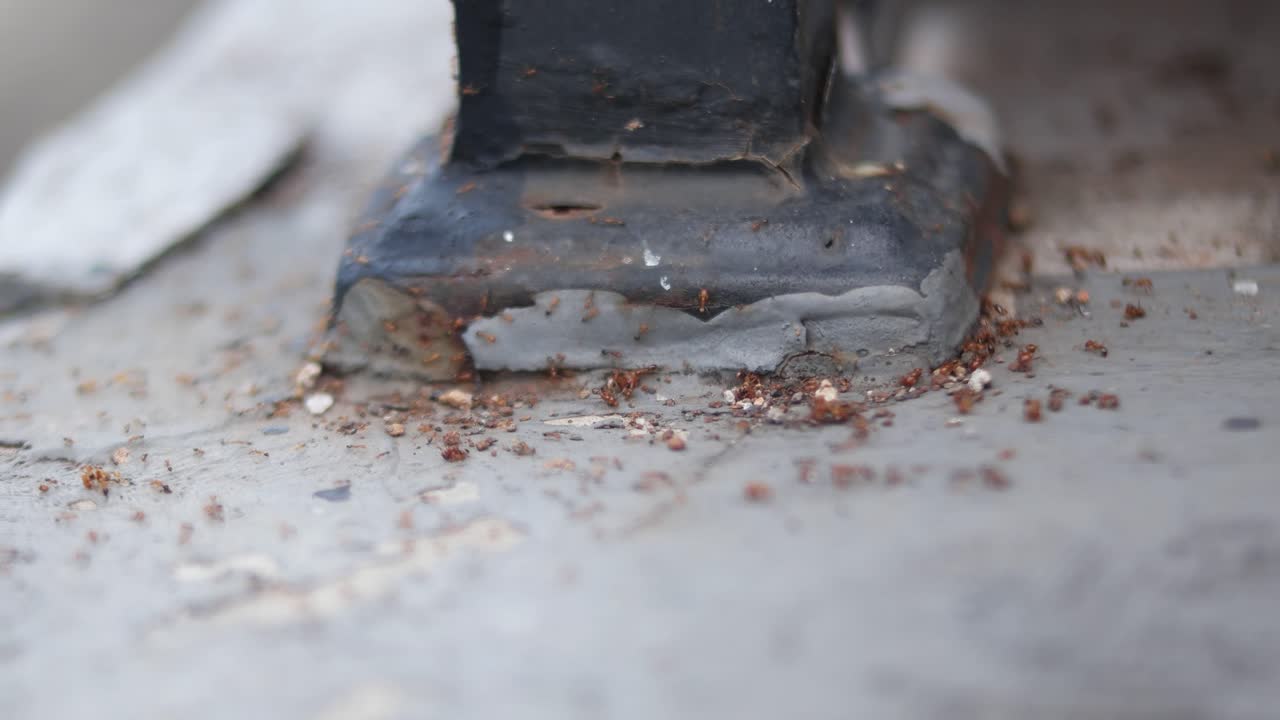 red ant colony on the floor