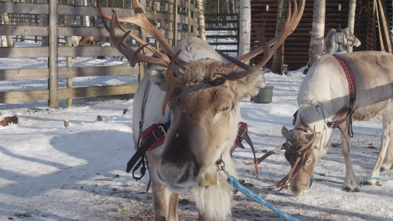 Close Up Reindeer Head with Antlers in Nordic Winter Sunlight