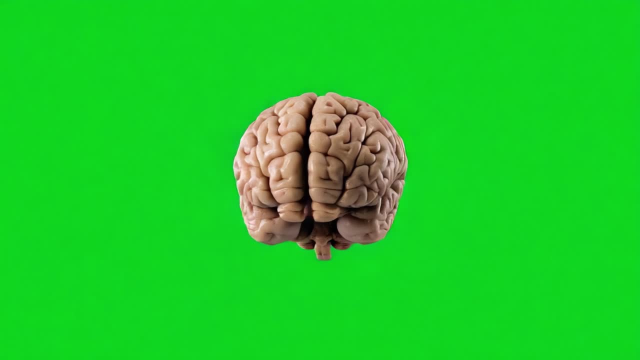 A Detailed 3D Visualization of a Human Brain on a Vibrant Green Background, Showcasing Intricate Neural Structures and Complex Anatomy