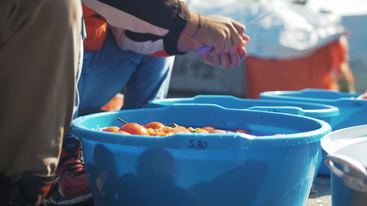 야외에서 칼로 토마토 자르기 햇빛 캠핑 공동 식사 준비