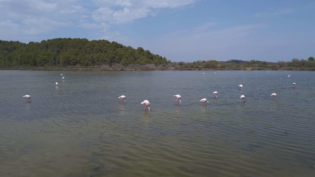 Several pink flamingos are wading in a lagoon, occasionally dipping their heads beneath the surface, against a backdrop of green vegetation and a clear blue sky
