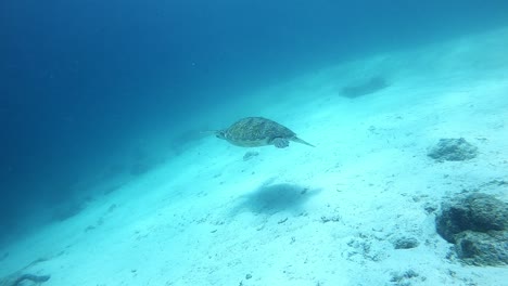 Swimming-sea-turtle-over-white-sand-in-the-Philippines