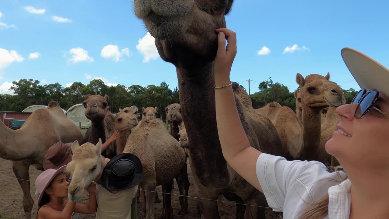 стильная дама в бежевой шляпе ласкает высокого верблюда на ферме.