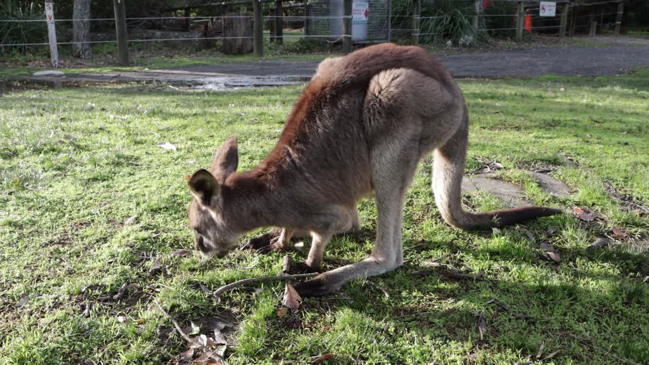 canguro gris joven come hierba en el parque de la playa de la cueva de jervis bay en australia, tiro bloqueado