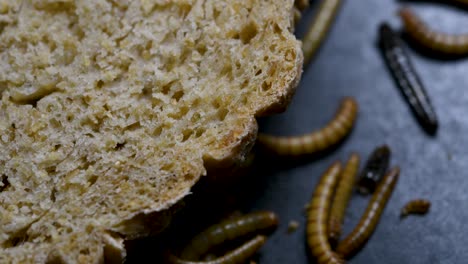 the mealworm is a species of darkling beetle used to feed pets like fish, snakes, birds, and frogs