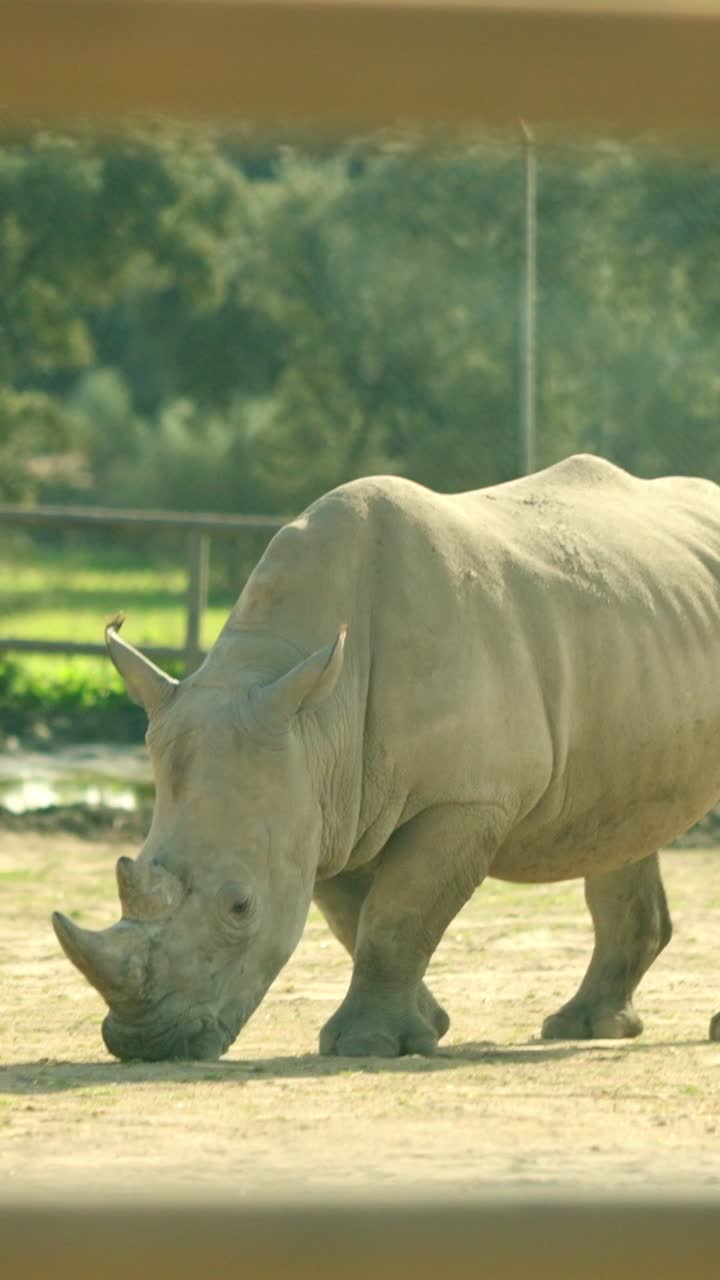 Large white rhino grazing in the wild