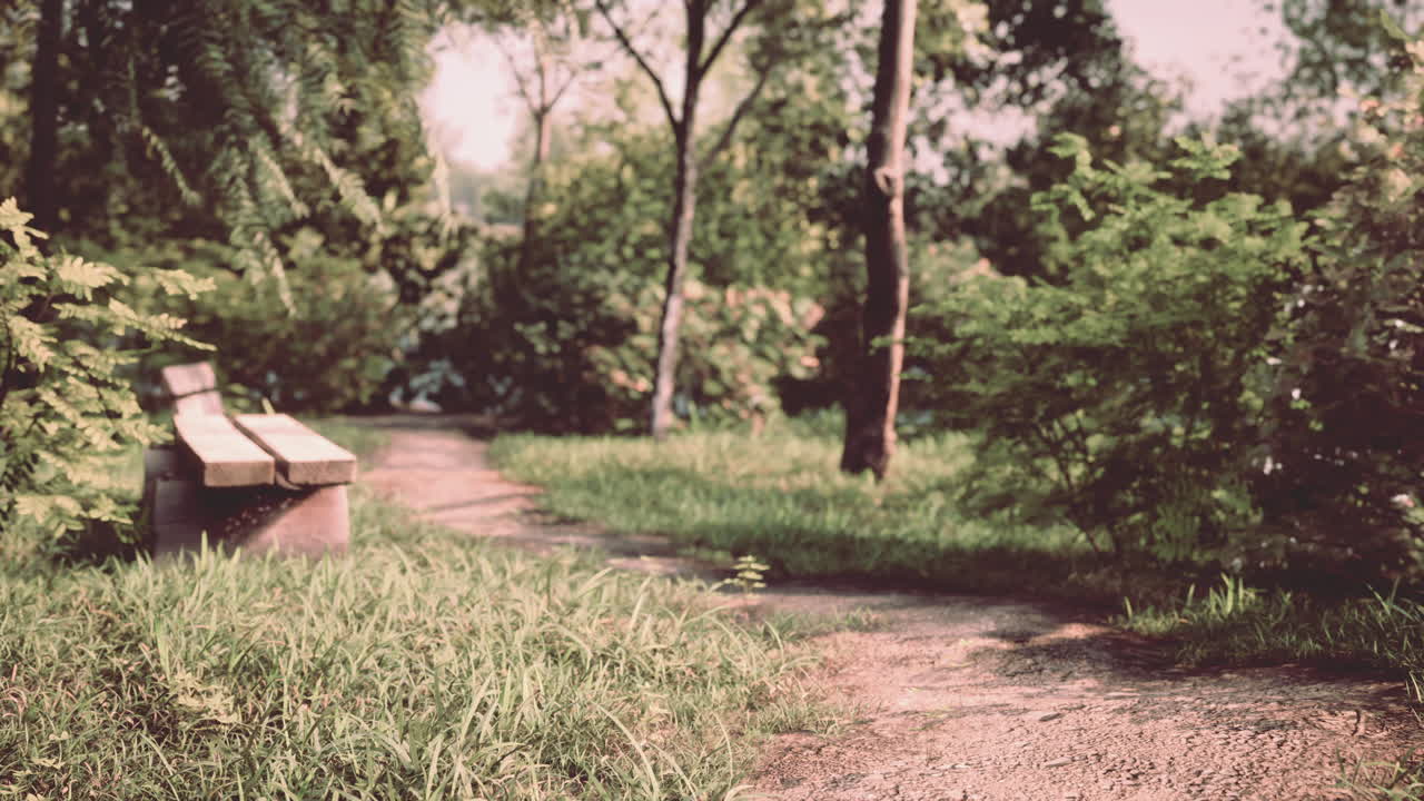banco en el parque de verano con árboles viejos y sendero