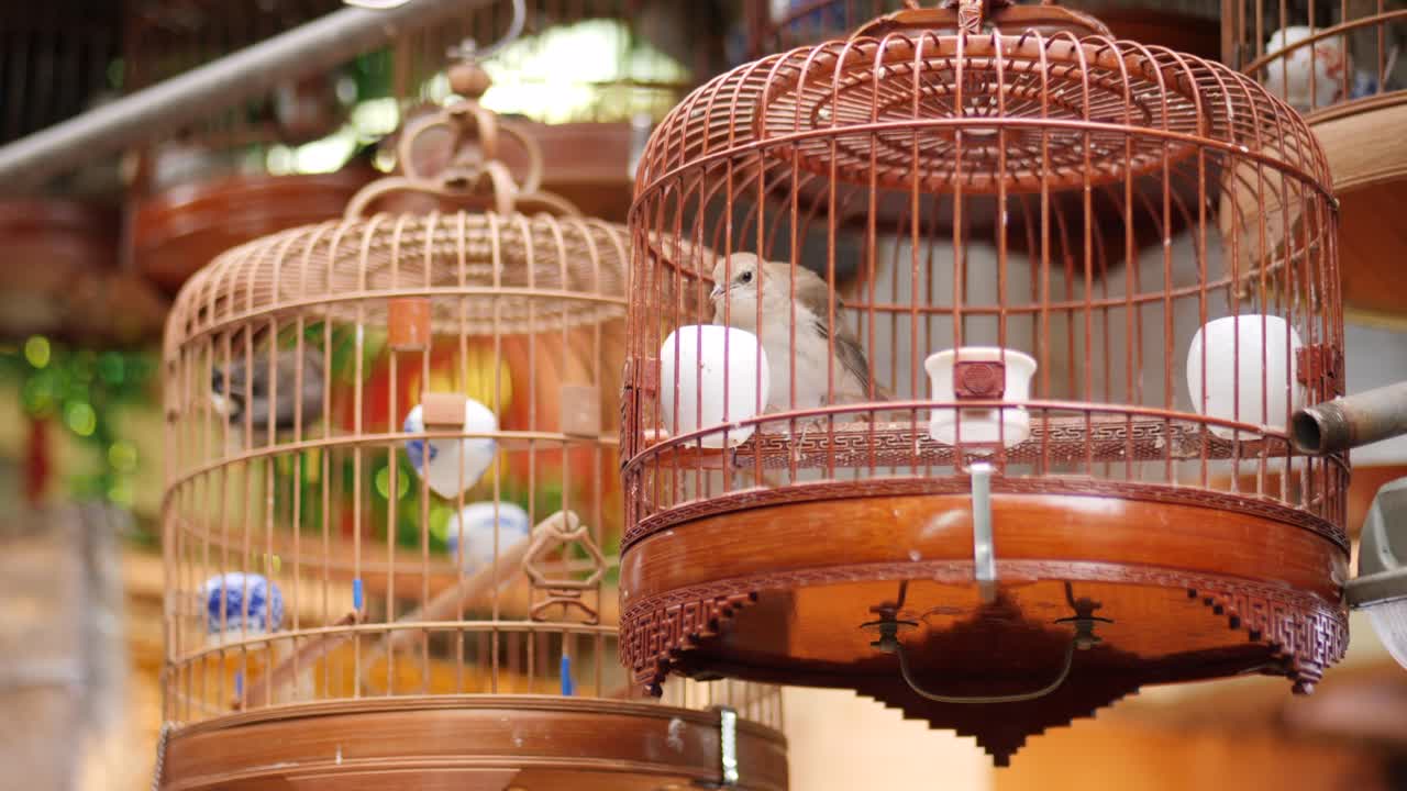 Close-up of songbirds in ornately crafted cages at lush outdoor market. Warm lighting enhances intricate designs and vibrant setting. Captivating nature and tradition interplay
