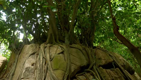 Parasitic-plant-around-rock-in-forest