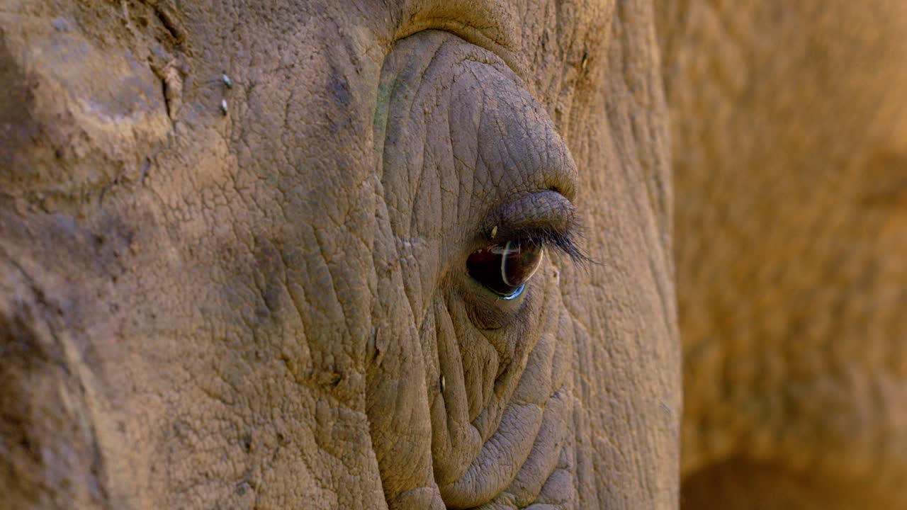 ojo de primer plano con la piel arrugada de un rinoceronte.