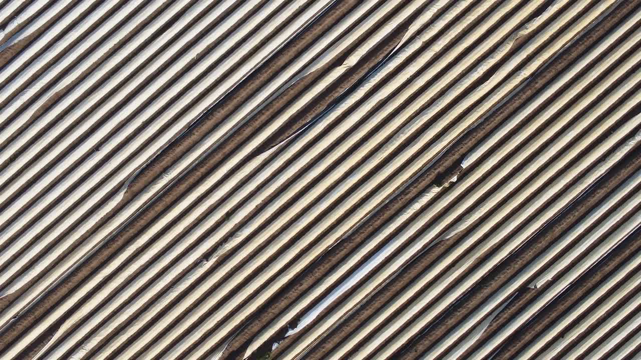 흥미로운 대칭선을 만드는 네덜란드의 큰 아스파라거스 밭의 드론 샷