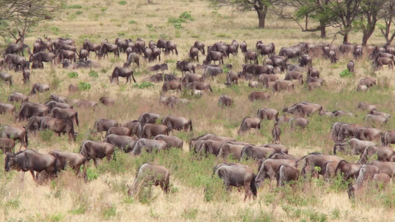 Wildebeest migrate across the plains of the Serengeti Tanzania Africa on safari during migration season