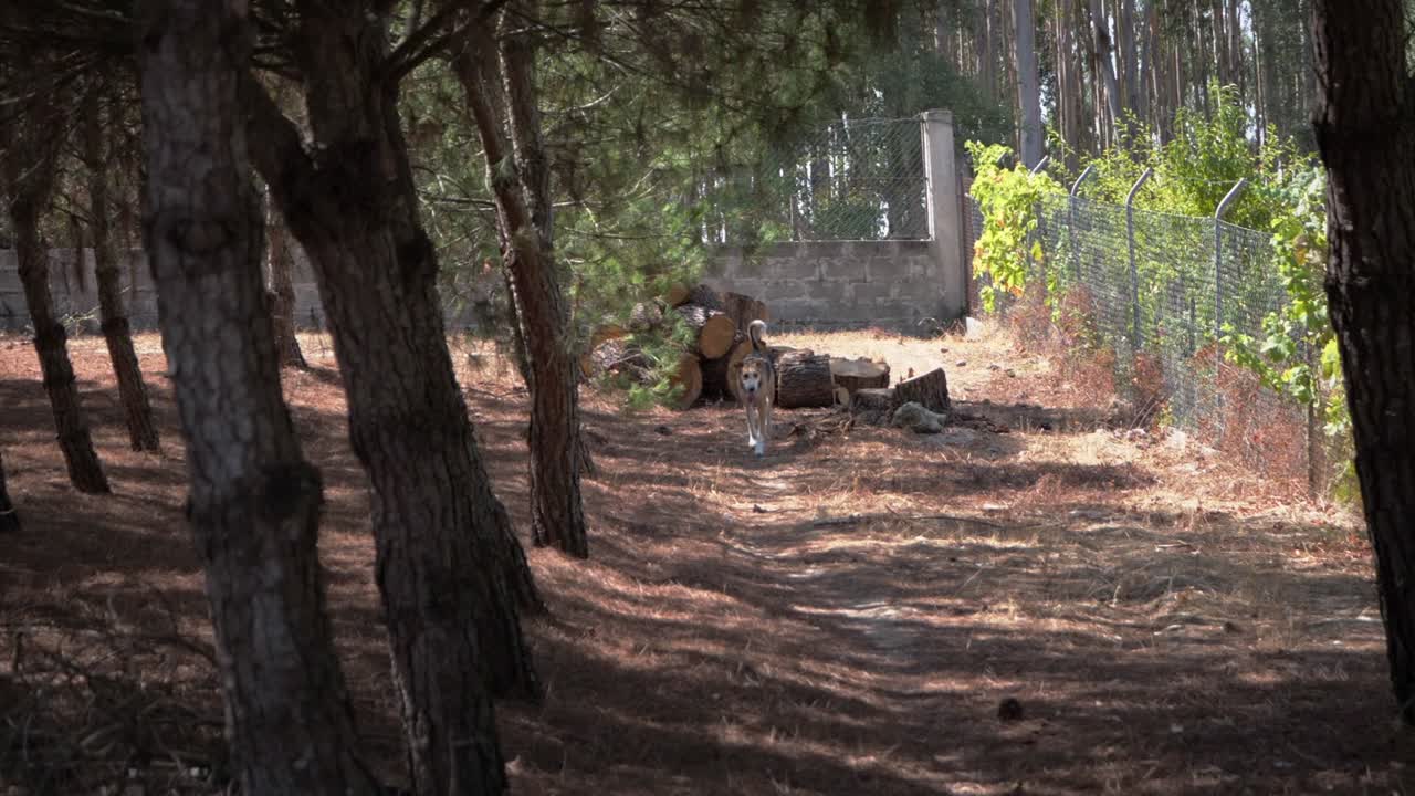 카메라를 향해 달려가는 국내 개의 슬로우 모션