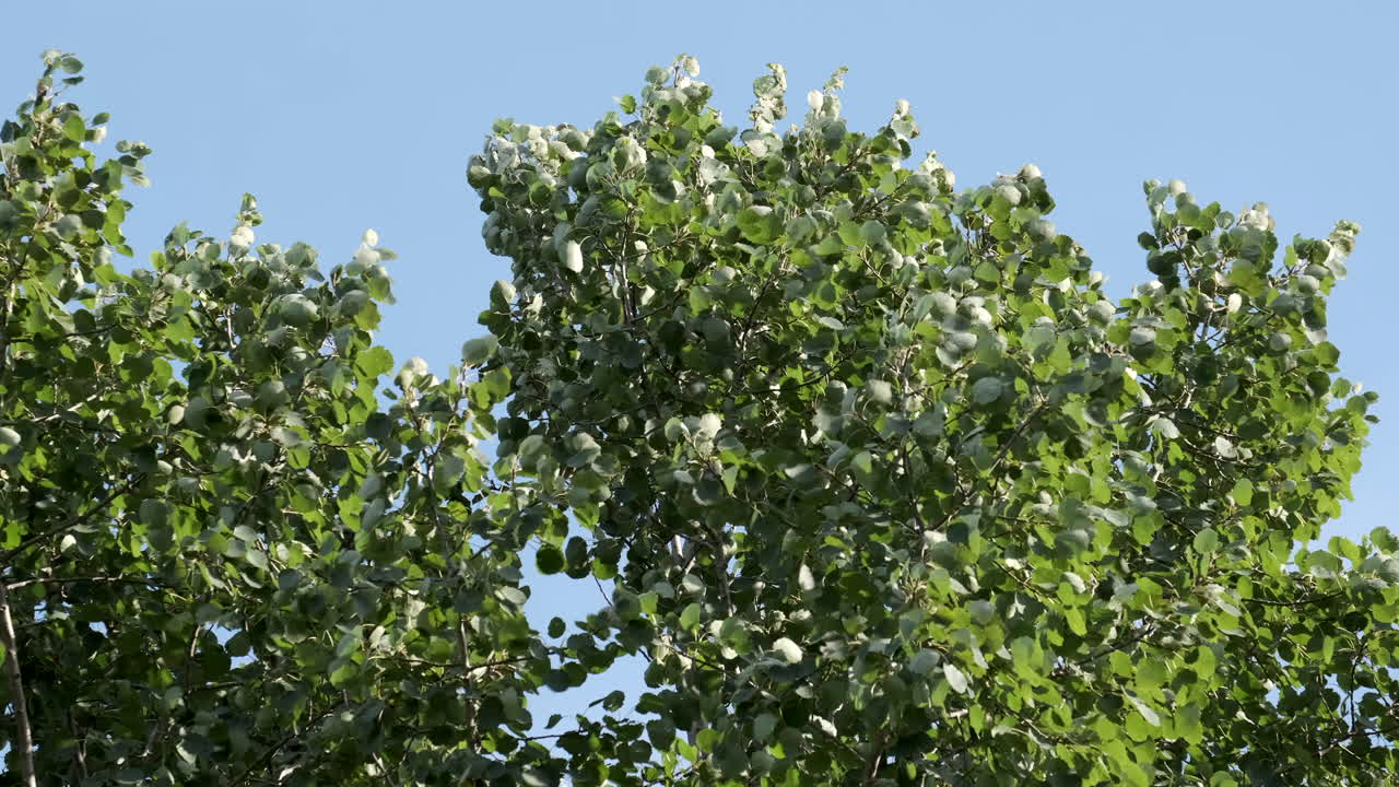 Beech tree leaves blowing vigorously in an autumn wind set against blue skies of October, Worcestershire, England