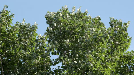 beech tree leaves blowing vigorously in an autumn wind set against blue skies of october, worcestershire, england