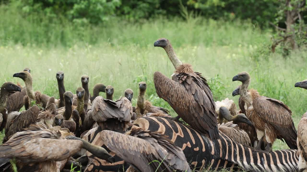 Medium shot of lots of white-backed vultures fighting over the leftovers of a zebra kill, Mashatu Game Reserve, Botswana