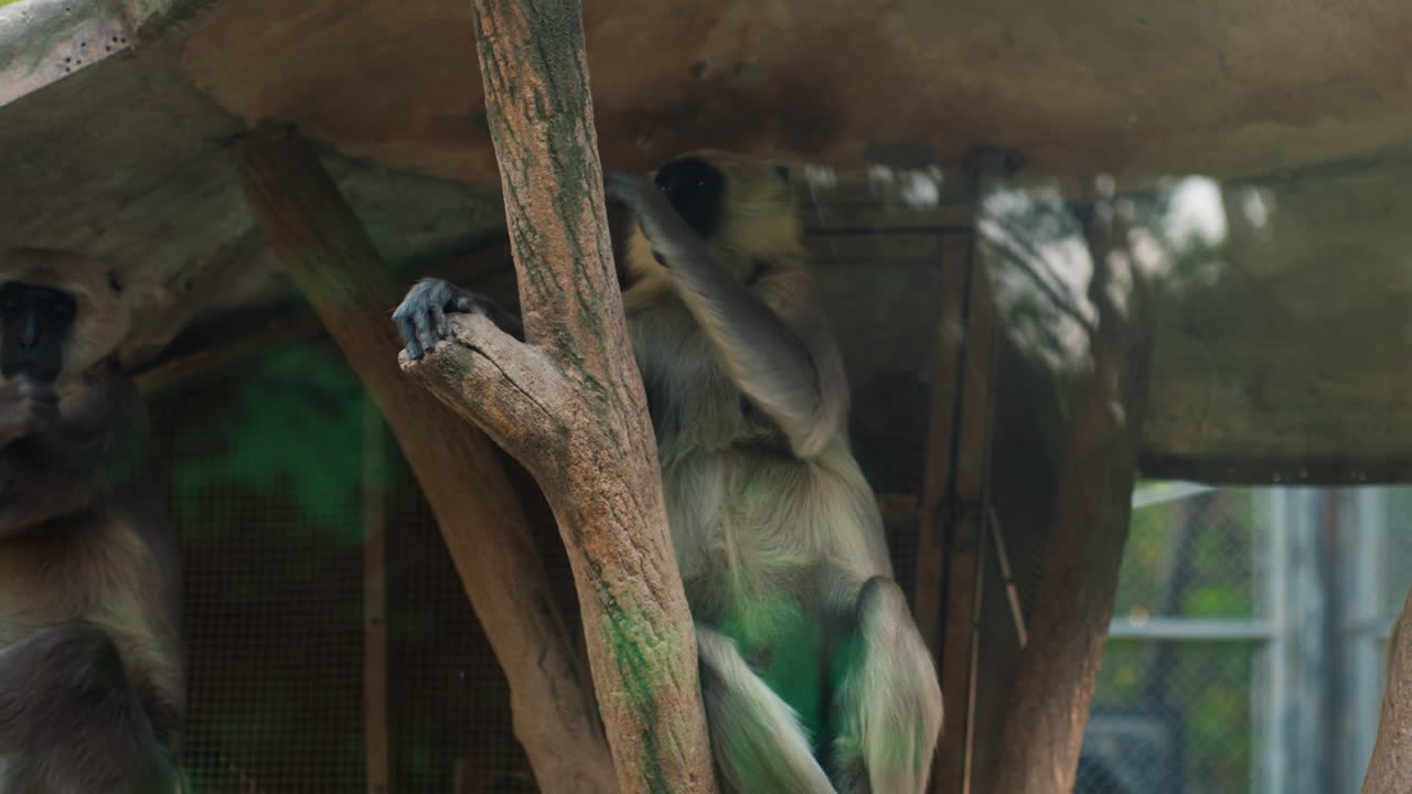 Monkey family sitting under shaded platform calm captive primates resting on wooden branches inside zoo enclosure subtle grooming muted green background intimate behavioral portrait conveying