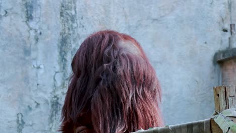 orangutan looking around in a zoo enclosure