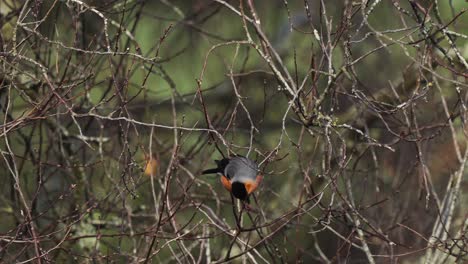 Eurasian-bullfinch-perched-on-leafless-shrub-branches---slow-motion