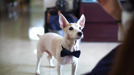 feeding a dog with bowtie