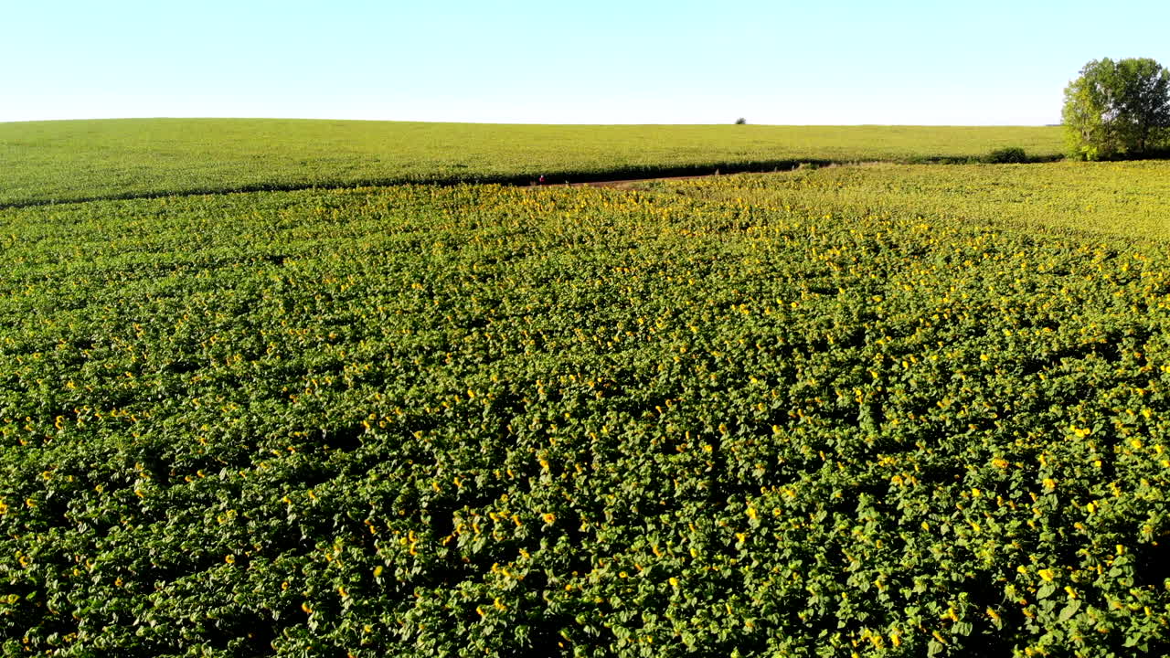 Luftfoto med drone af solsikkemark med grønne bakker i baggrunden. Solskinsdag i Moldova
