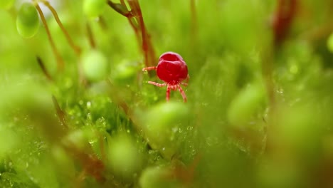 Trombidiidae,-Conocidos-Como-ácaros-Del-Terciopelo-Rojo,-Verdaderos-ácaros-Del-Terciopelo-O-Chinches-De-La-Lluvia,-Son-Arácnidos-Que-Se-Encuentran-En-La-Basura-Del-Suelo-Y-Son-Conocidos-Por-Su-Color-Rojo-Brillante.