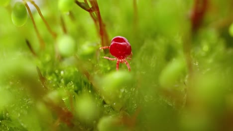 trombidiidae, known as red velvet mites, true velvet mites, or rain bugs, are arachnids found in soil litter known for their bright red color.