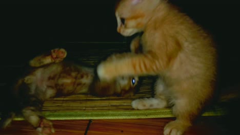 adorable angora kitten standing like a monkey, while playing fighting. curious what was in front of her face. close up