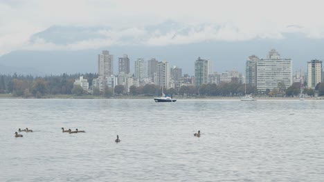 Ducks-swimming-in-the-waves-in-front-of-buildings