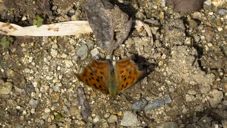 a scarce tortoiseshell butterfly with orange wings and black spots flaps its wings on the ground as ants crawl by