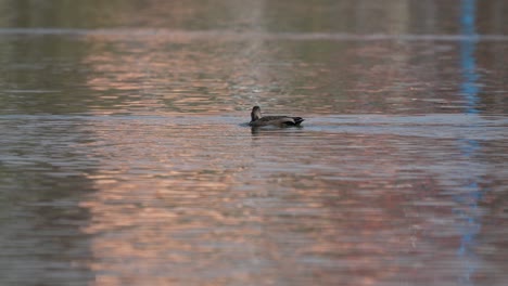 A-wild-duck-swimming-around-in-a-lake-on-a-sunny-day