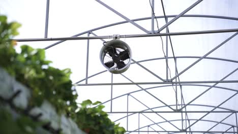 ventilador en invernadero agrícola - ángulo bajo