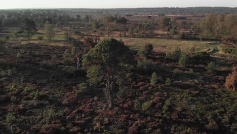 Vista-Aérea-Con-En-Primer-Plano-Un-Pino-En-Medio-De-Un-Paisaje-De-Páramos-Que-Sube-Revelando-El-Entorno-Más-Amplio-Detrás-De-él