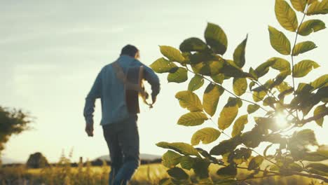 músico ensayando en el campo de trigo durante la hermosa puesta de sol